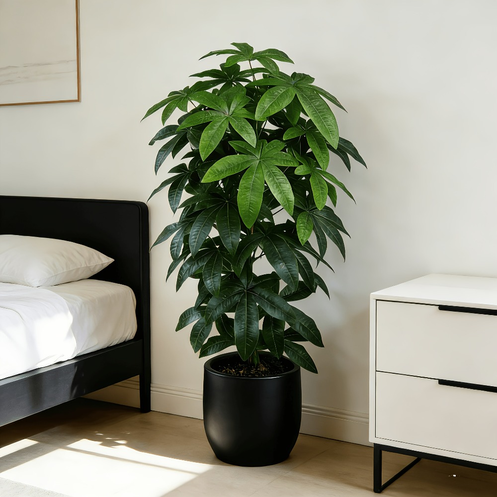 Een kunstmatige geldboom Pachi - Fiddle Leaf Fig recensie en prijs